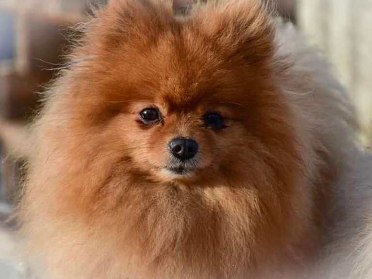 Pomeranian