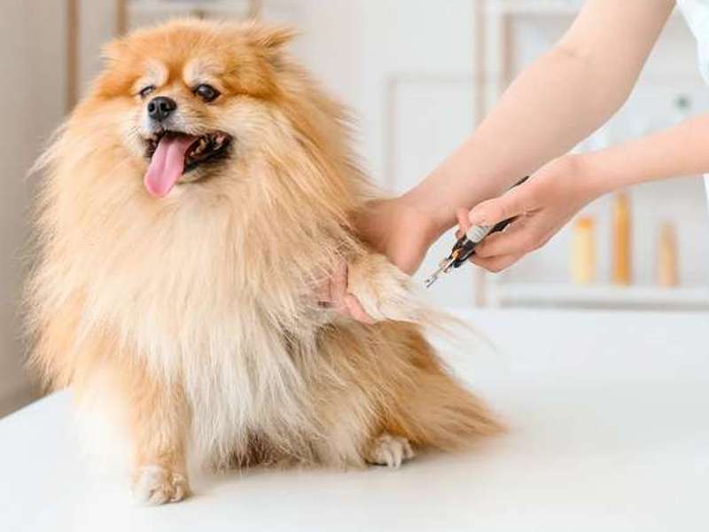 Pomeranian haben ein dichtes Fell